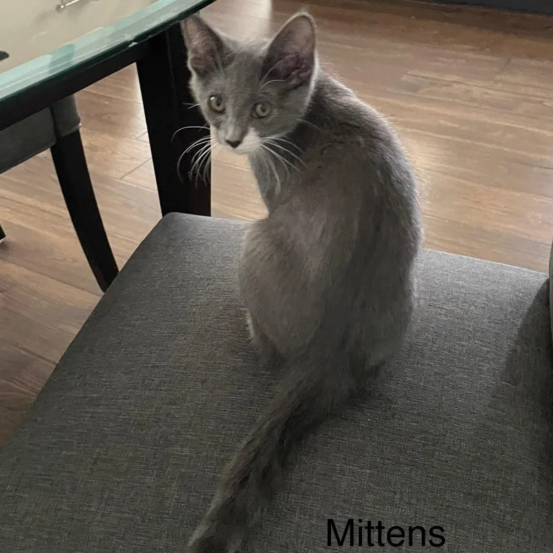Mittens thumbnail 3