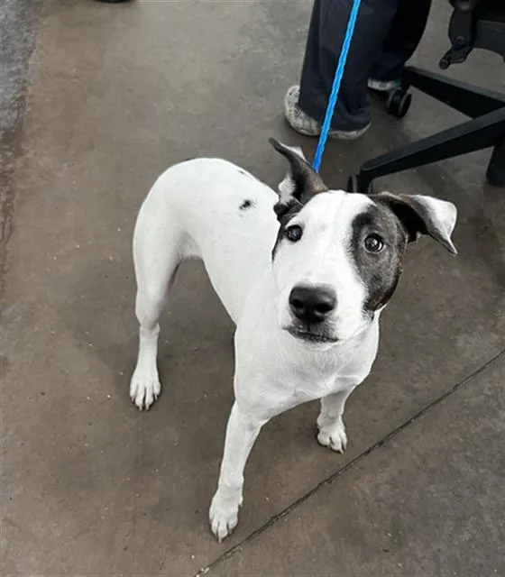 A young large-sized female Mixed Breed dog named Sidney for adoption in Dallas, TX