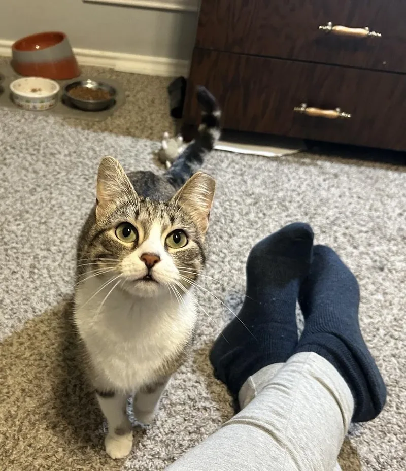 Cashmere Rose thumbnail 2