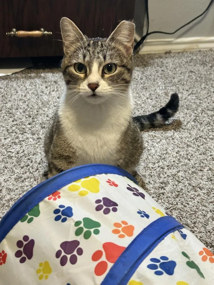 Cashmere Rose thumbnail 3