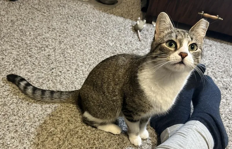 Cashmere Rose thumbnail 4