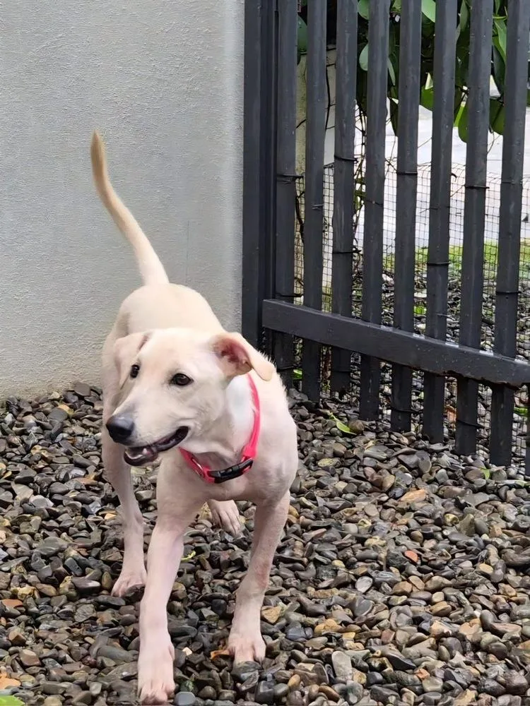 A baby small-sized female White / Cream Golden Retriever dog named Stella for adoption in North Reading, MA