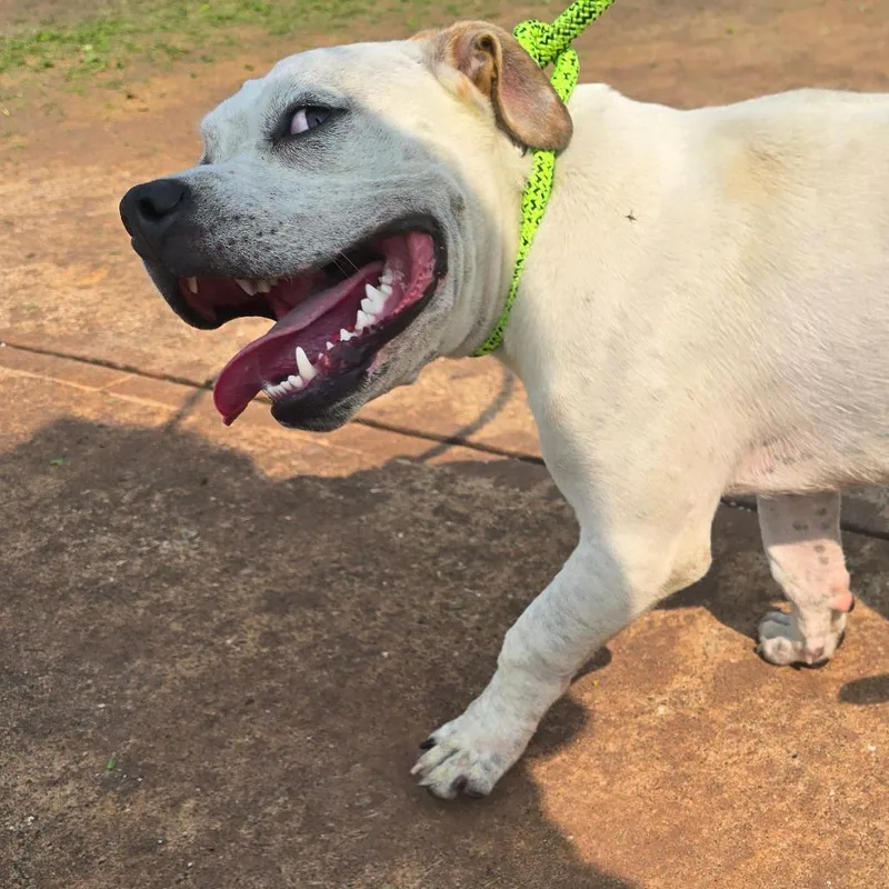An adult medium-sized male White / Cream Pit Bull Terrier dog named Hoolie for adoption in Galveston, TX