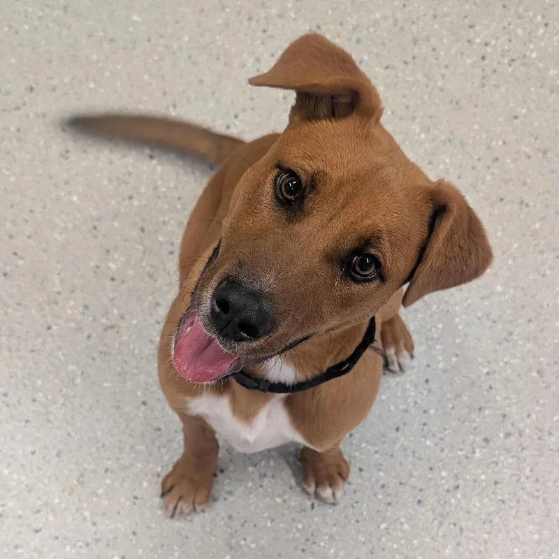 A baby large-sized male Red / Chestnut / Orange Mixed Breed dog named Boss for adoption in Huntsville, AR