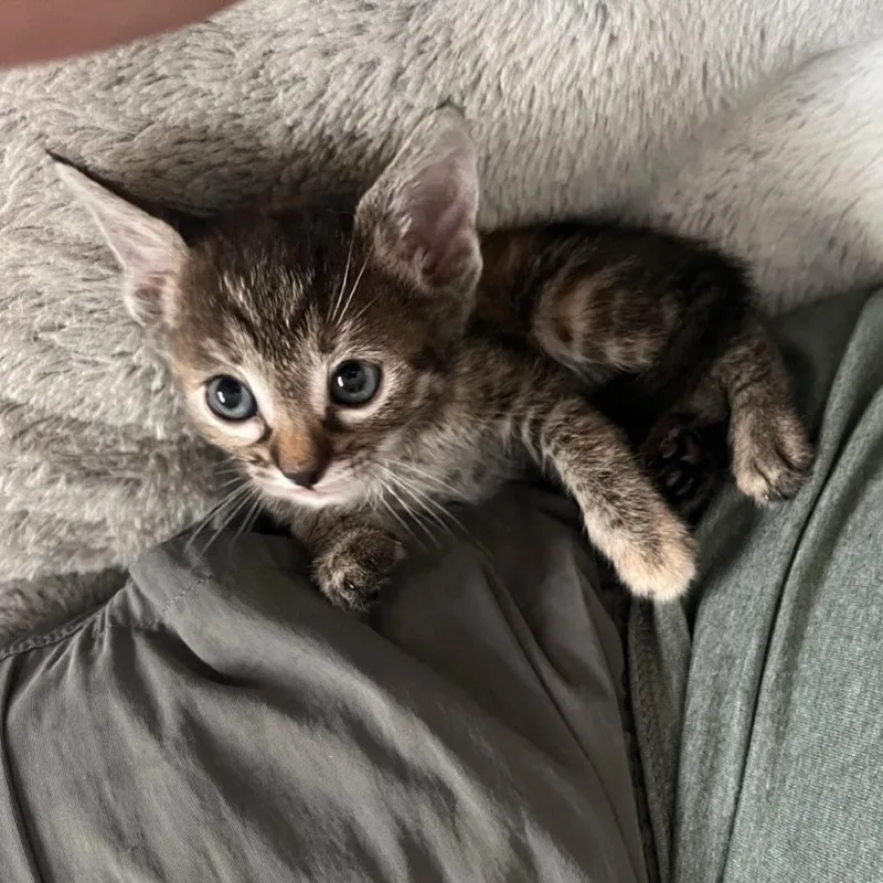 A baby small-sized female Torbie Domestic Short Hair cat named Mrs. Meyers for adoption in Westminster, CA