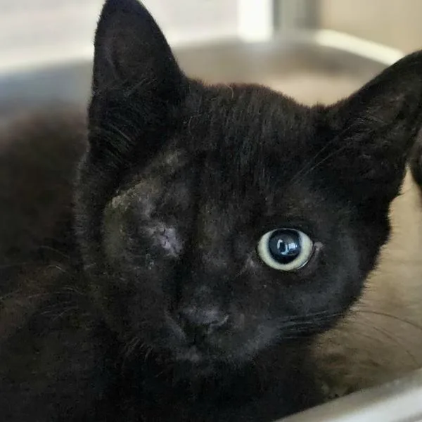 A baby small-sized male Domestic Short Hair cat named Chipz for adoption in Oakland, CA