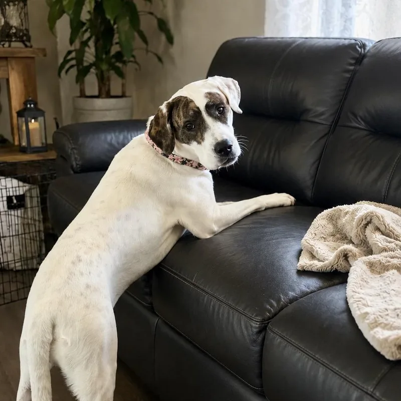 An adult large-sized female White / Cream Catahoula Leopard Dog dog named Patch for adoption in Phoenix, AZ