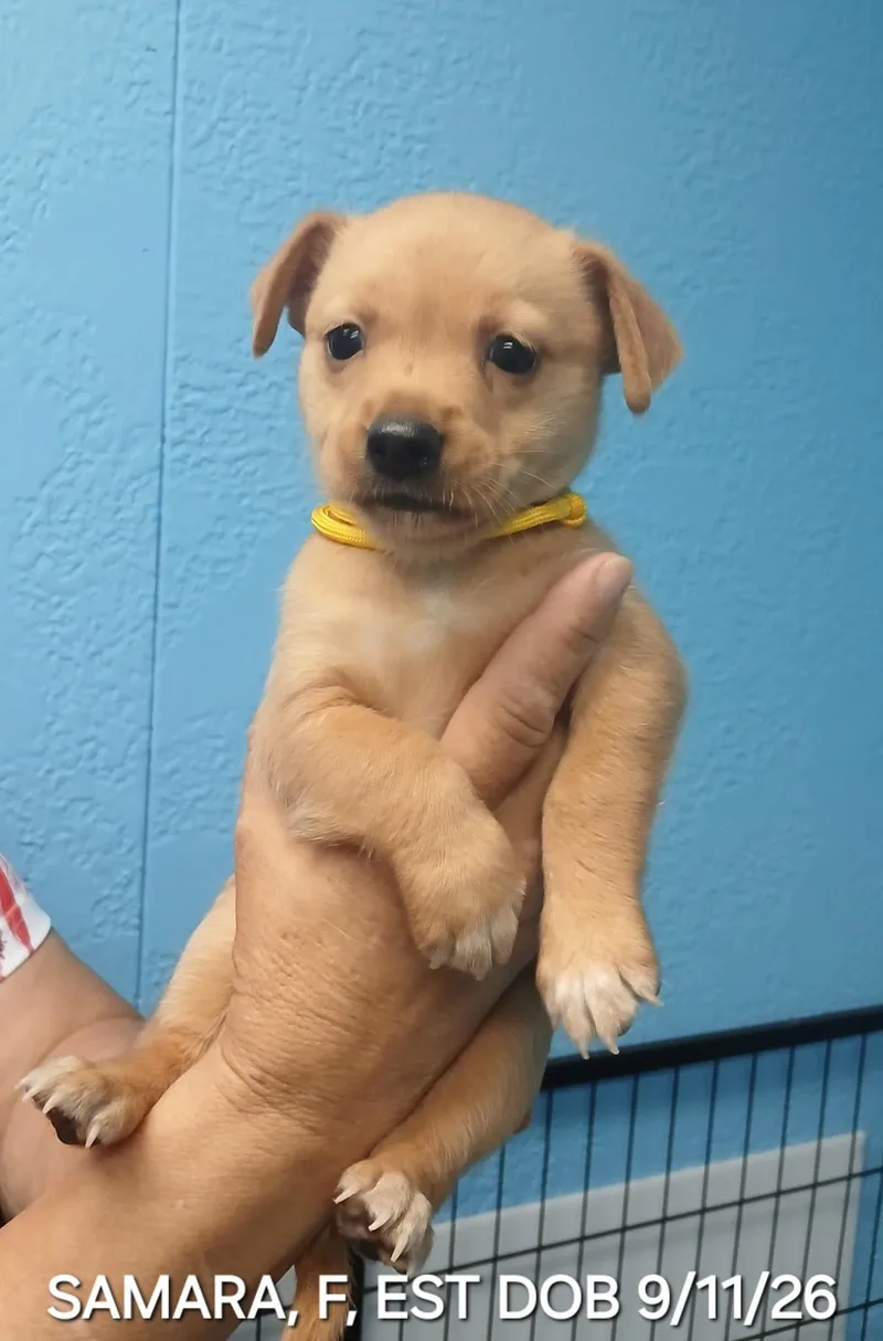 Suri's thumbnail 3