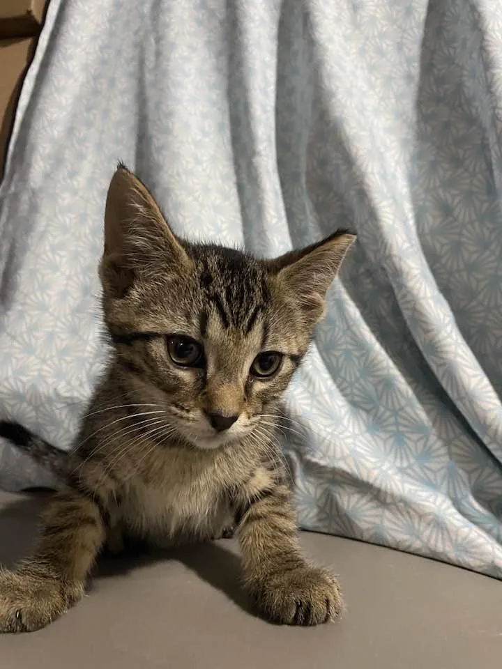 A baby medium-sized male Tabby (Brown / Chocolate) Domestic Short Hair cat named Shamrock for adoption in Cleveland, OH