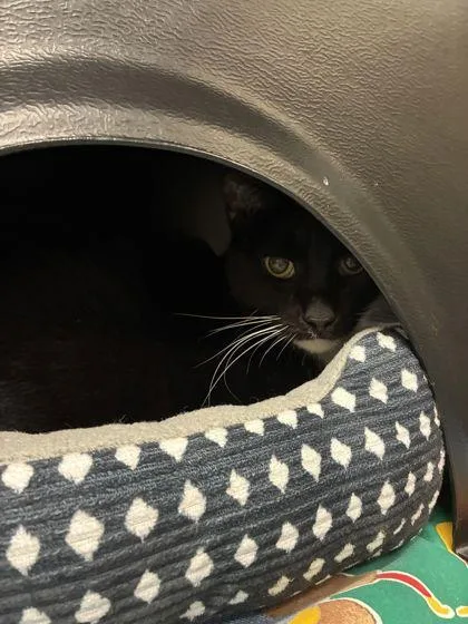 A senior medium-sized male Domestic Short Hair cat named Luke for adoption in Shawano, WI