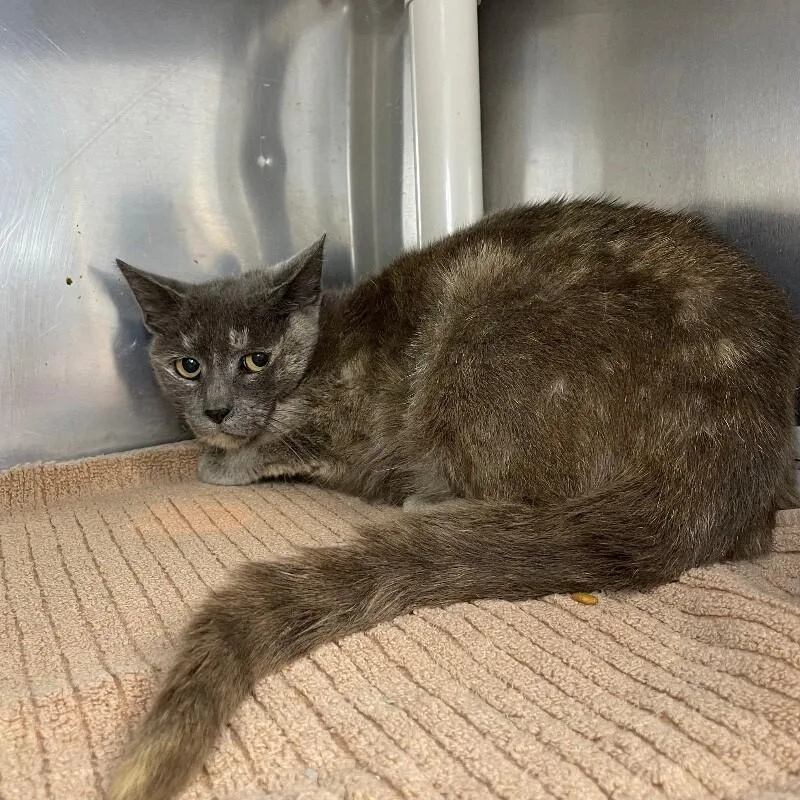 An adult medium-sized female Domestic Short Hair cat named Sloane for adoption in Roanoke, VA