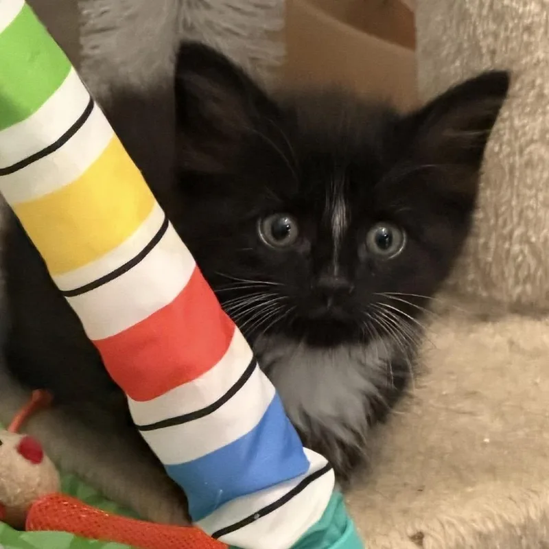A baby small-sized male Black Domestic Short Hair cat named Valentino for adoption in Newark, NJ