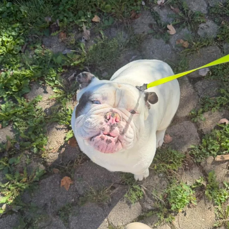 A young medium-sized male English Bulldog dog named Chappy for adoption in Huber Heights, OH