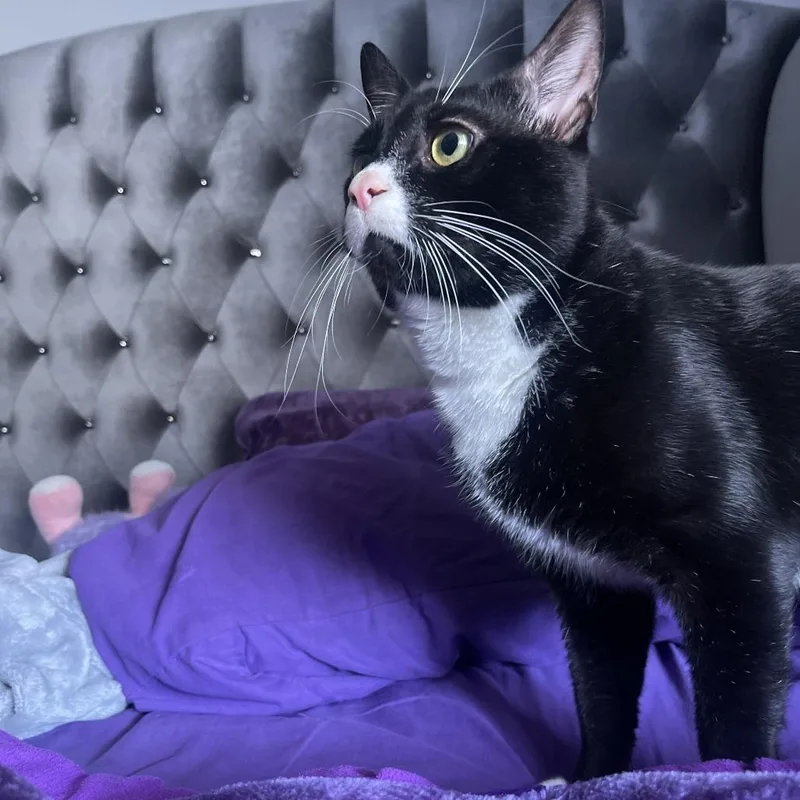 An adult medium-sized male Black Domestic Short Hair cat named Sebastian for adoption in West Palm Beach, FL