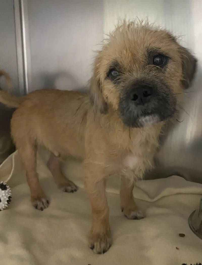 A young small-sized male Yellow / Tan / Blond / Fawn Cairn Terrier dog named Sammy for adoption in Spencer, IN