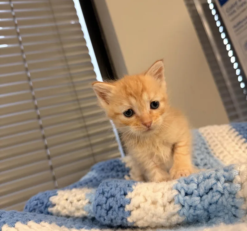 A baby medium-sized female Orange & White Domestic Short Hair cat named Marigold for adoption in Batesville, AR