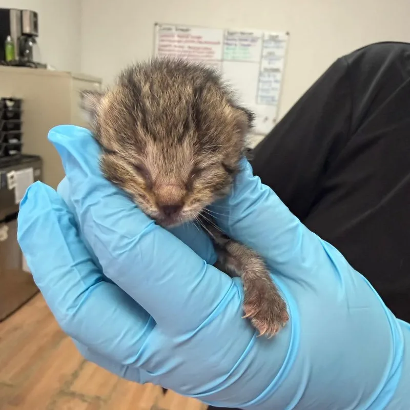 A baby small-sized female Brown / Chocolate Domestic Short Hair cat named Isa for adoption in Edinburg, TX