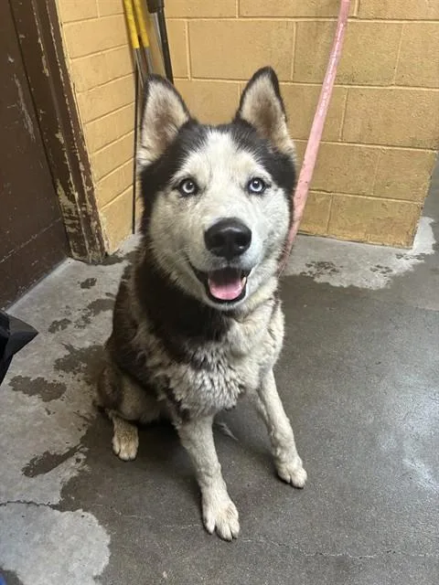 An adult large-sized male Siberian Husky dog named Knox for adoption in Stockton, CA