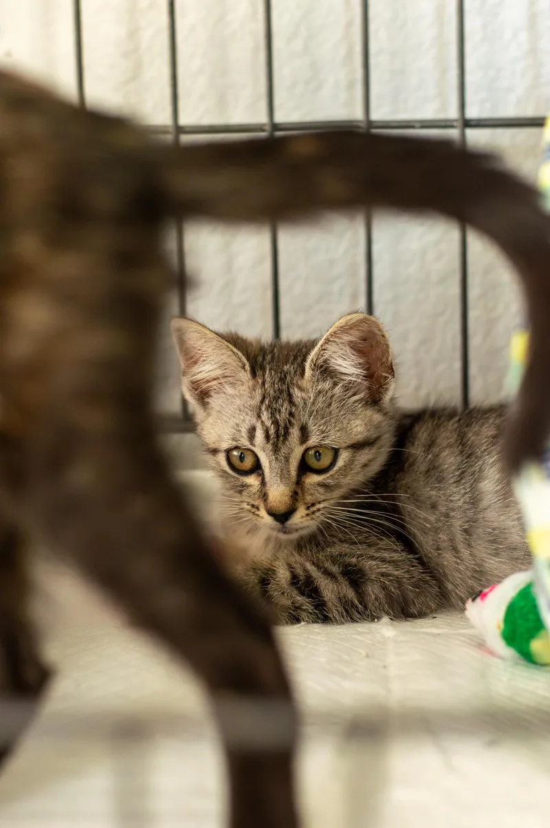 A baby small-sized female Tabby (Gray / Blue / Silver) Domestic Short Hair cat named Snow Leopard for adoption in Elk Grove, CA