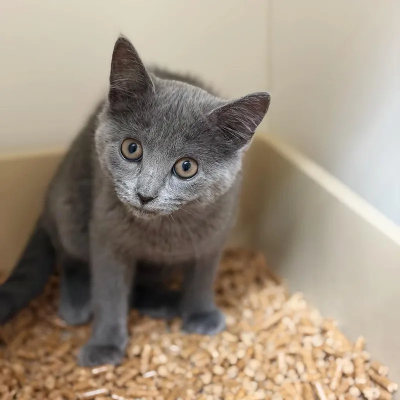 A baby small-sized female Domestic Short Hair cat named Thimble for adoption in Cumming, GA