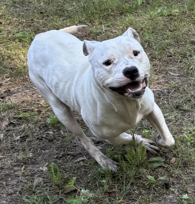 An adult large-sized male White / Cream American Staffordshire Terrier dog named Casper for adoption in Monticello, FL