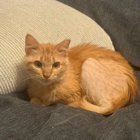 A young medium-sized female Orange / Red Domestic Long Hair cat named Bloom for adoption in Houston, TX