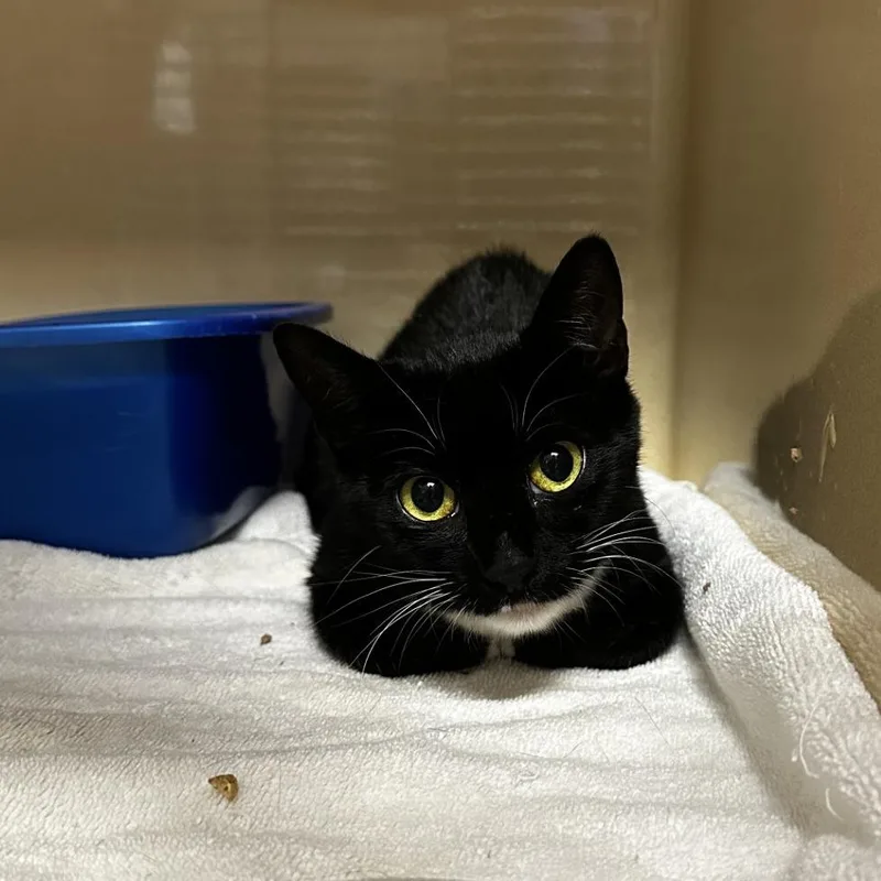 A young medium-sized female Black American Shorthair cat named Kristie for adoption in Blue Ridge, GA