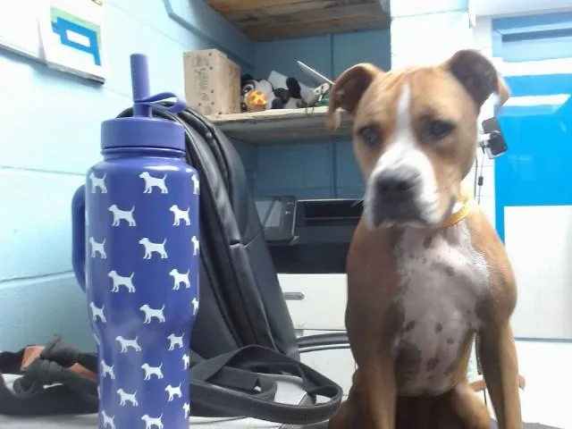 A young medium-sized male Boxer dog named Bobo for adoption in Albuquerque, NM