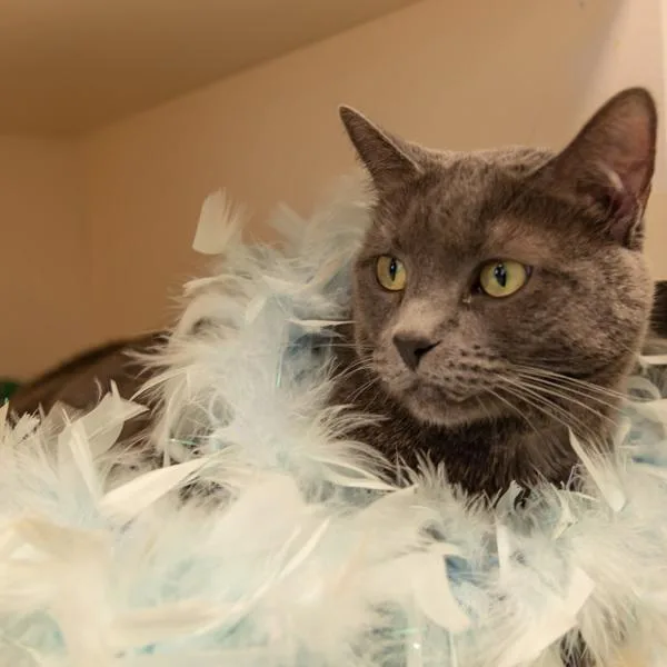 A senior small-sized female Domestic Short Hair cat named Mao for adoption in Golden, CO