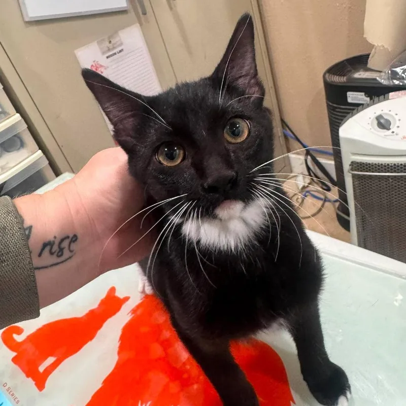 A baby medium-sized male Black Domestic Short Hair cat named Raven for adoption in Amarillo, TX