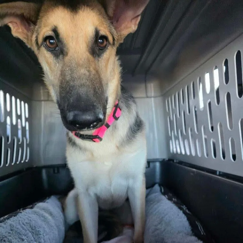 A young medium-sized female Brown / Chocolate German Shepherd Dog named Ziva for adoption in Phoenix, AZ