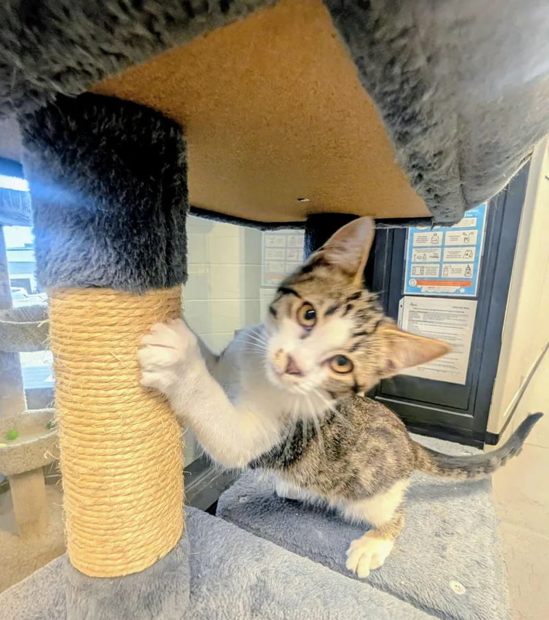 A young medium-sized female American Shorthair cat named Sushi for adoption in Mount Juliet, TN