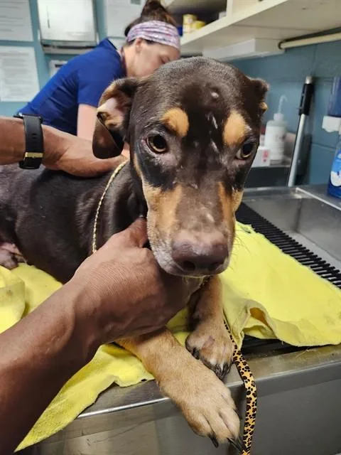 A young medium-sized male Dachshund dog named Theo for adoption in Newton, NC