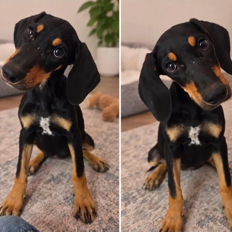 A baby medium-sized female Doberman Pinscher dog named Remi P for adoption in Corsicana, TX
