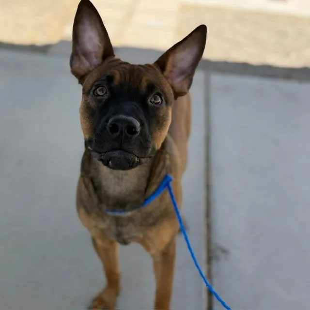 A young large-sized male Brown / Chocolate Pit Bull Terrier dog named Coby for adoption in Bullhead City, AZ