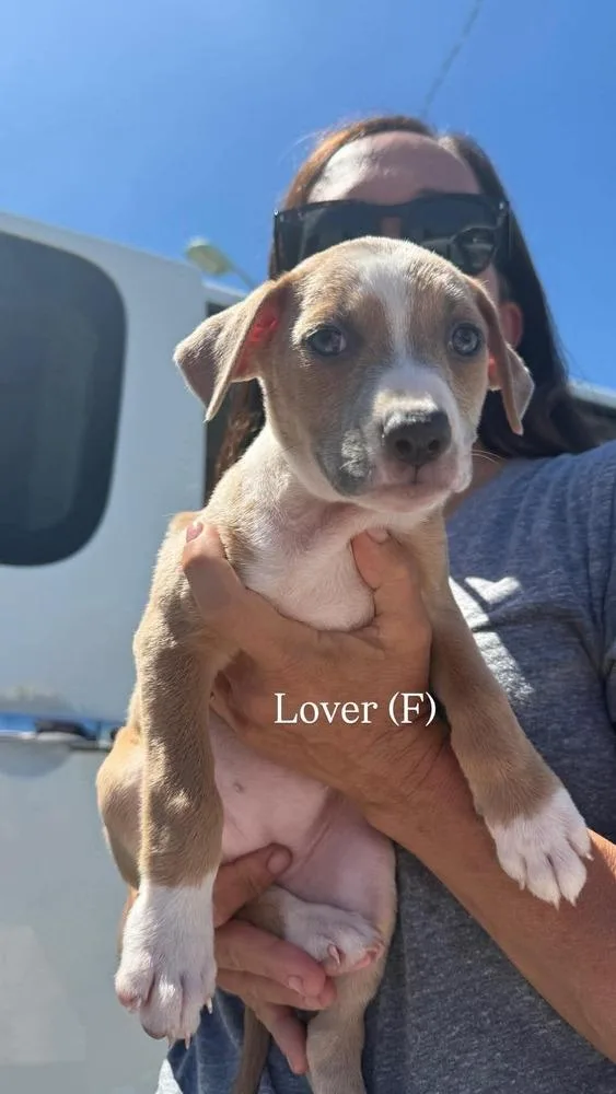 A baby medium-sized female Brown / Chocolate Pit Bull Terrier dog named Loverf for adoption in Wenonah, NJ