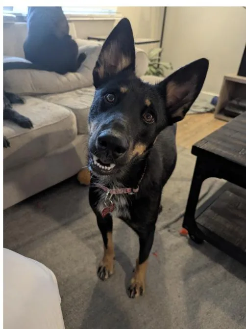 An adult medium-sized female Shepherd dog named Zoey for adoption in Broomfield, CO