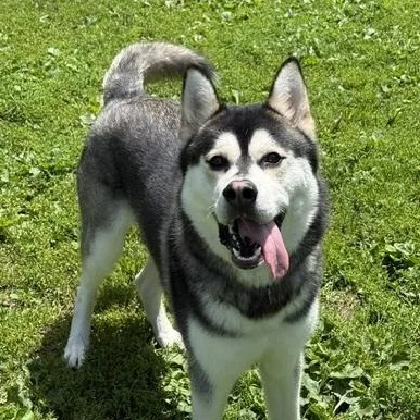 An adult large-sized male Gray / Blue / Silver Husky dog named Timber for adoption in Honesdale, PA