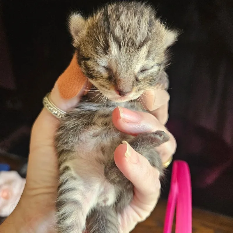 A baby small-sized male Brown / Chocolate Domestic Short Hair cat named Liberty for adoption in Waldorf, MD