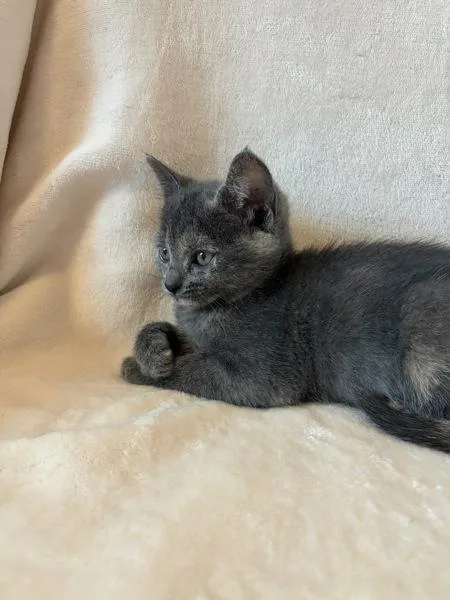A baby small-sized female Domestic Short Hair cat named Ac Unit K Mini for adoption in Sherwood, OR
