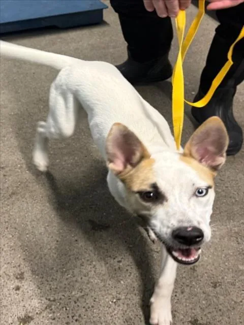 A young small-sized female Siberian Husky dog named Snowy for adoption in Woodland, CA