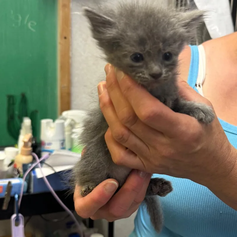 A baby small-sized female Gray / Blue / Silver Domestic Short Hair cat named Misdemeanor for adoption in Hinesville, GA