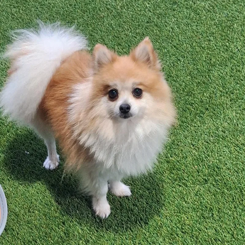 An adult small-sized male White / Cream Pomeranian dog named Scooter for adoption in LOXAHATCHEE, FL