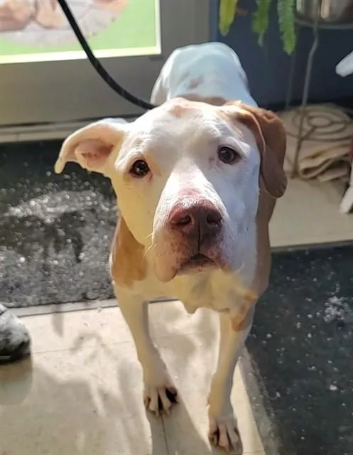 A senior large-sized female Pit Bull Terrier dog named Honey for adoption in Saint Peters, MO
