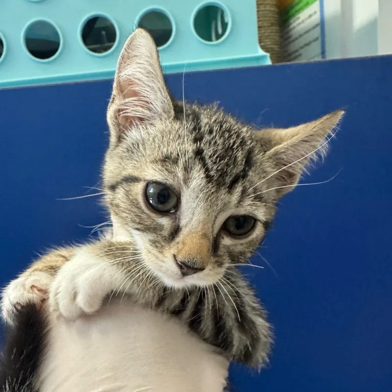 A baby small-sized male Gray / Blue / Silver Domestic Short Hair cat named Watercress for adoption in Long Beach, CA