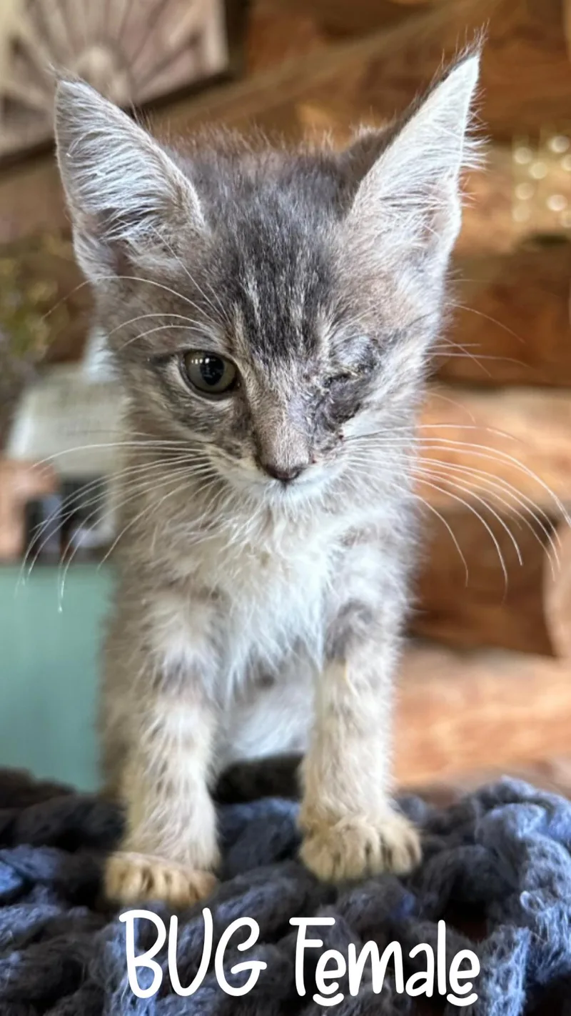 A baby medium-sized female Tabby (Gray / Blue / Silver) Tabby cat named Bug for adoption in White Lake, MI