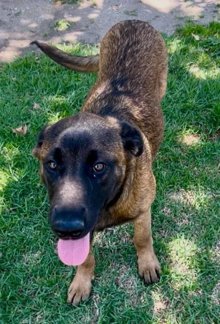 A young small-sized female Belgian Shepherd / Malinois dog named Kizzy for adoption in Riverside, CA
