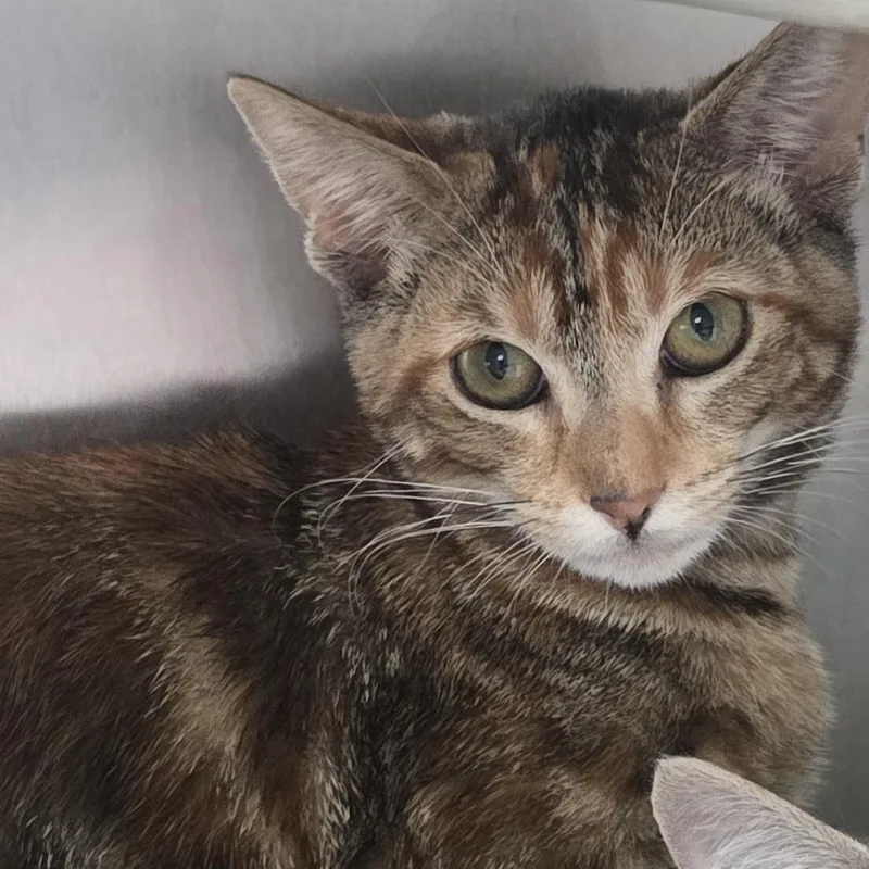 A baby small-sized female Domestic Short Hair cat named Cubillas for adoption in Los Angeles, CA