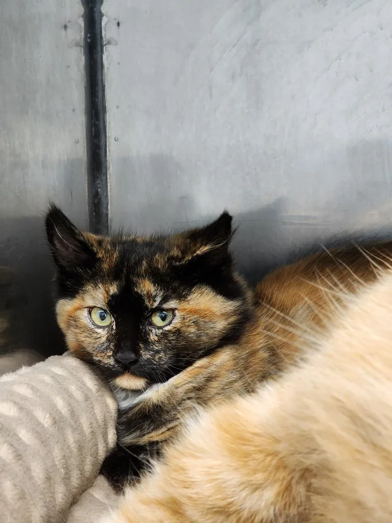 A baby medium-sized female Domestic Medium Hair cat named Suki for adoption in Virginia, MN