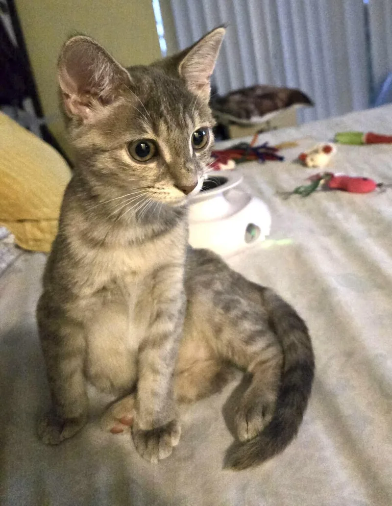 A baby medium-sized female Tabby (Gray / Blue / Silver) Domestic Short Hair cat named Beth for adoption in Lauderhill, FL